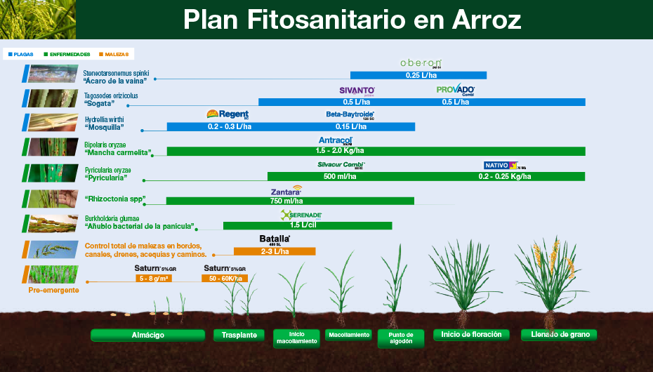 Fenología Arroz