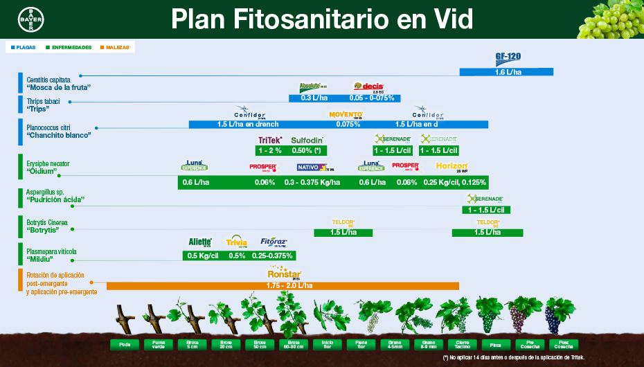 Fenología Arroz