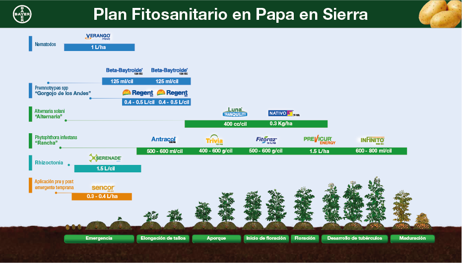 Fenología Arroz