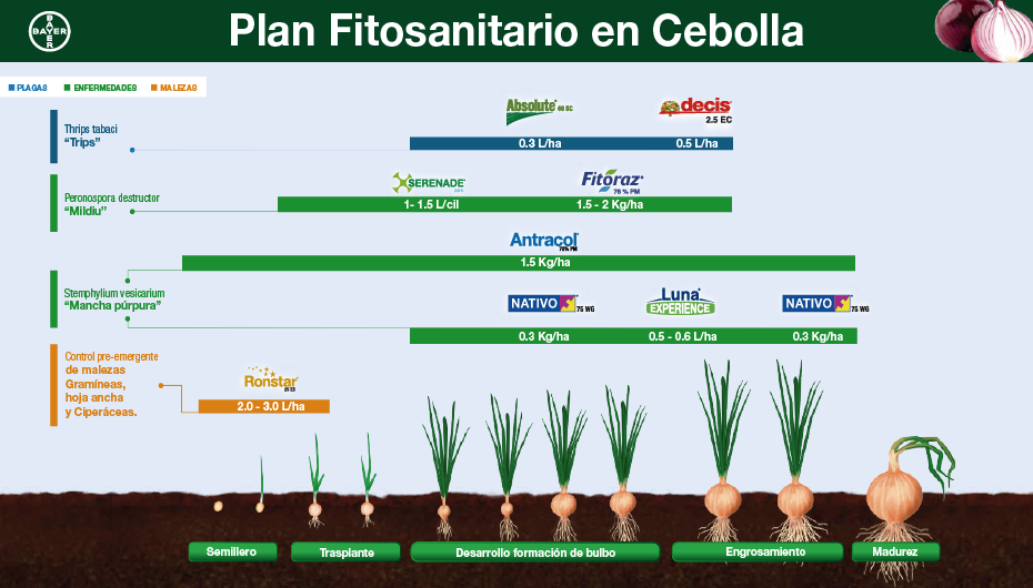 Fenología Arroz