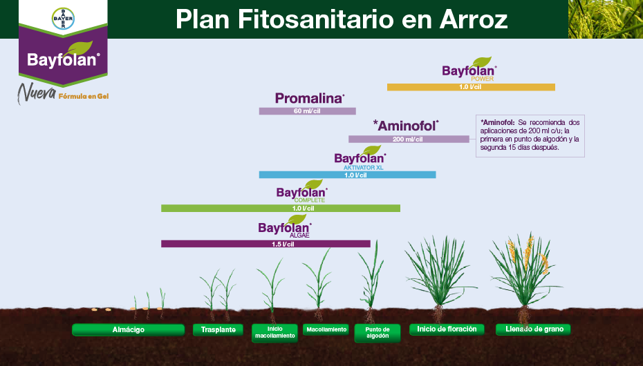 Fenología Arroz